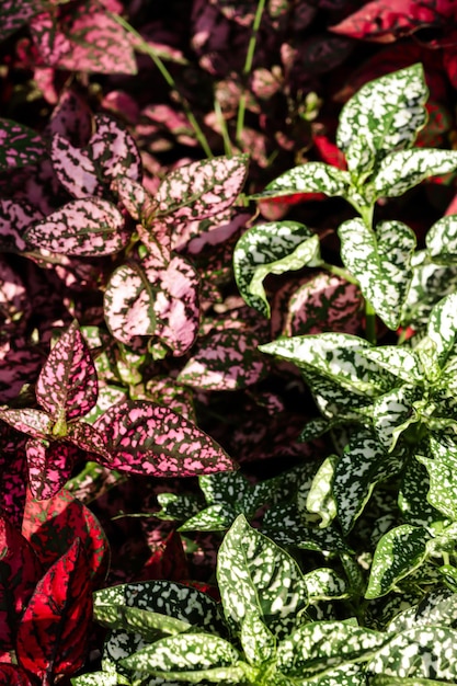 Tanaman polkadot Blanco follaje rojo y rosa Hypoestes phyllostachya planta de jardín