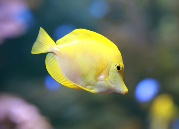 Tang amarelo (Zebrasoma flavescens).