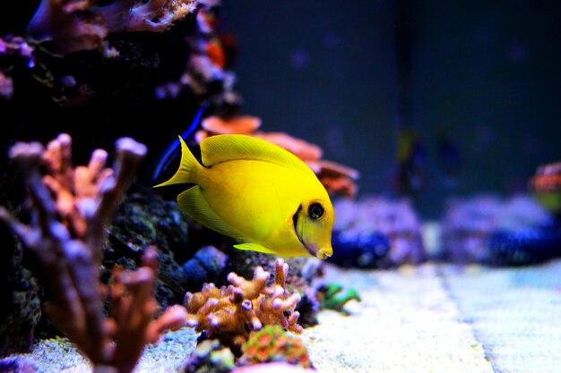 Tang de limón, también conocido como Tang de chocolate (Acanthurus pyroferus)