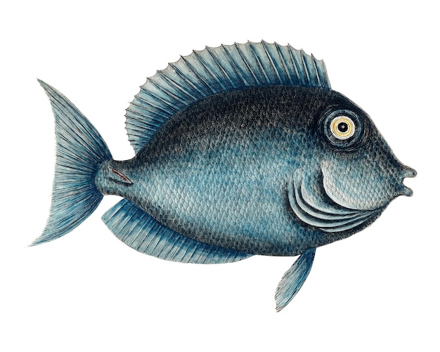 Tang peixe adesivo png ilustração vintage fundo transparente Remixado por rawpixel
