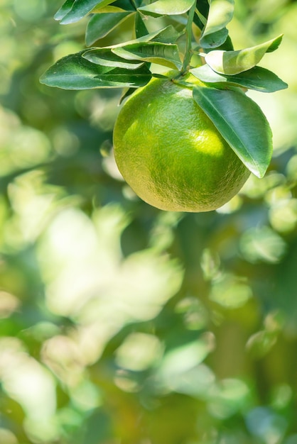Tangerina madura fresca da tangerina na árvore no pomar do jardim de laranja