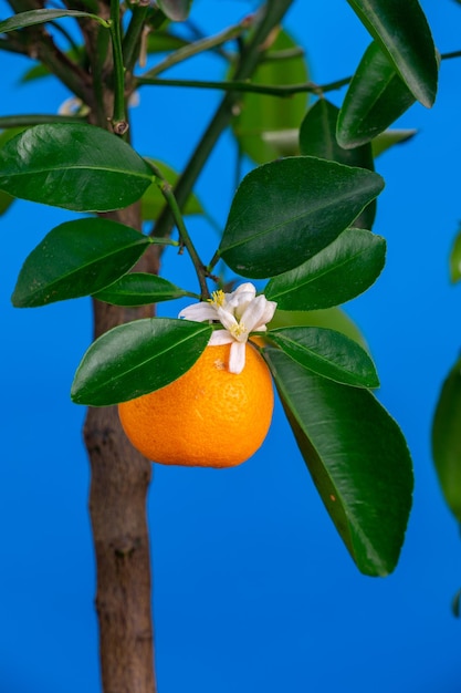 Tangerina pendurada em um galho de árvore em uma macro fotografia de fundo azul Frutas cítricas frescas