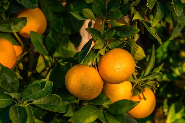 tangerinas em galhos no jardim durante o dia 12