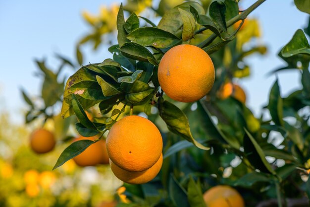 tangerinas em ramos no jardim durante o dia 6