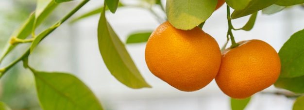 Tangerinas laranja maduras em um galho.