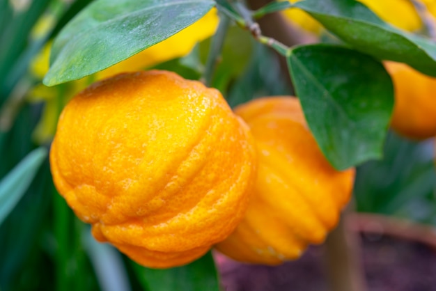 Tangerinas laranja maduras em um galho.