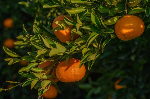 tangerinas suculentas em galhos de árvores em um jardim de tangerinas 14