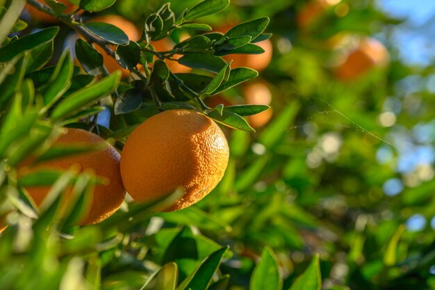 tangerinas suculentas em galhos de árvores num jardim de tangerinas 6