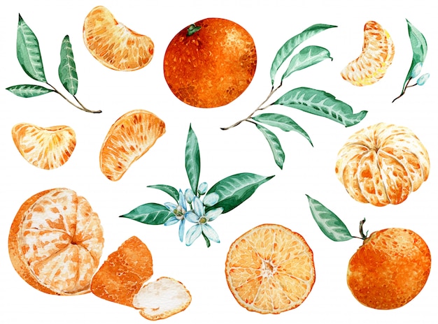 Tangerine clipart getrennt auf Weiß