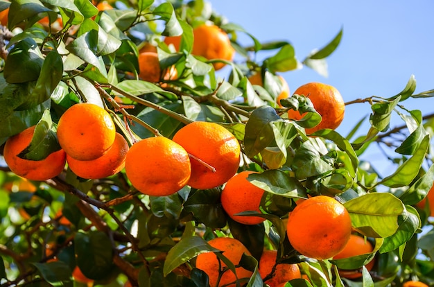 Tangerinebaum in einem botanischen Garten. Batumi, Georgia.