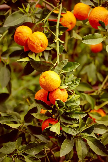 Tangerinegarten mit grünen Blättern und reifen Früchten. Mandarinengarten mit reifenden Zitrusfrüchten. Natürlicher Hintergrund für Lebensmittel im Freien
