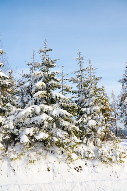 Tanne im Schnee