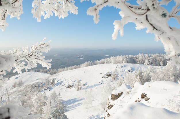 Tannen im Winter