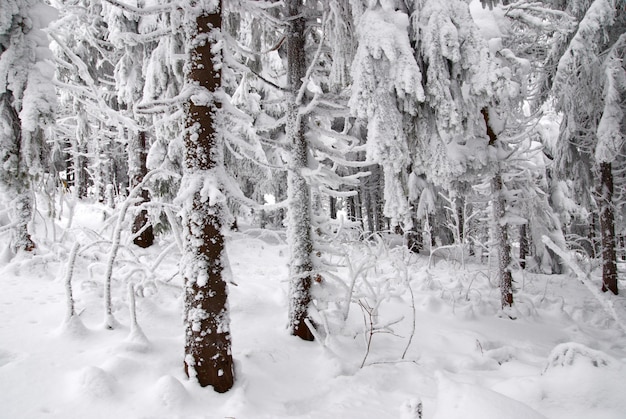 Tannen im Winterschnee