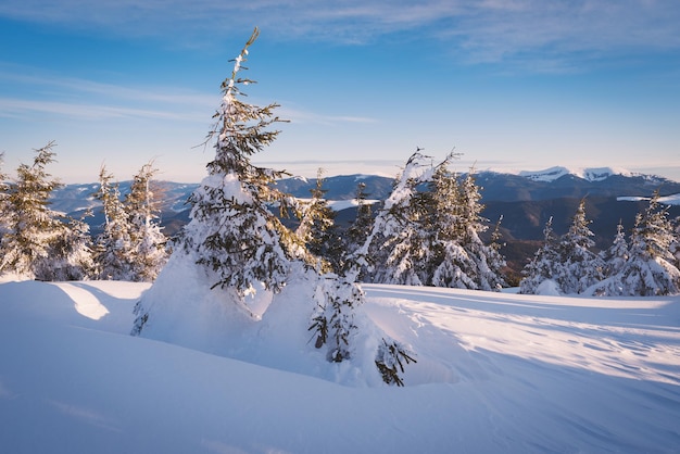 Tannen in Schneewehen