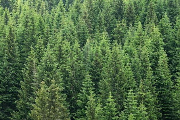 Tannen Wald Hintergrund