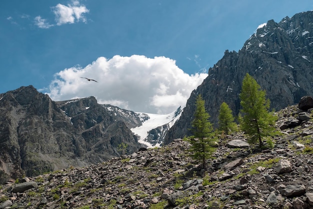 Tannenbäume an einem lockeren Berghang. Atmosphärische Berglandschaft mit großem schneebedeckten Gipfel und schneebedecktem spitzem Gipfel im blau bewölkten Himmel.