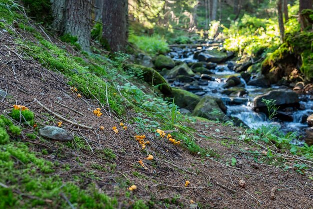 Tannenbäume Moos und schöne Sonnenstrahlen auf dem Boden und zwischen den Zweigen klaren Tageszeit