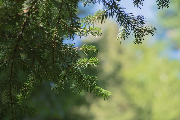 Tannenbaum-Brunch-Nahaufnahme, Weihnachtstapeten-Konzept. Weihnachtshintergrund mit grüner Kiefer