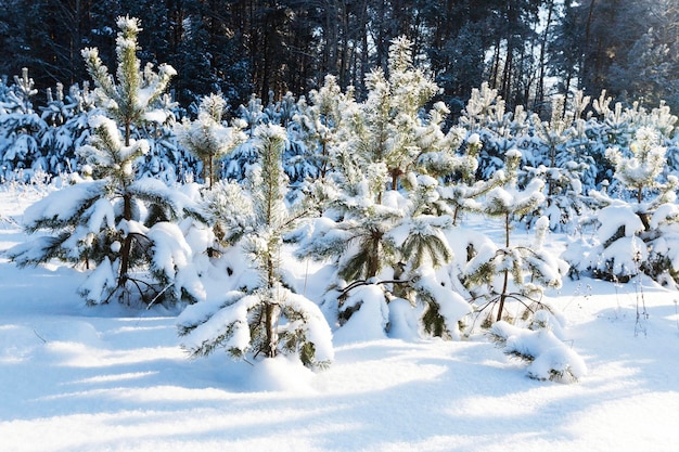 Tannenbaum im Winter