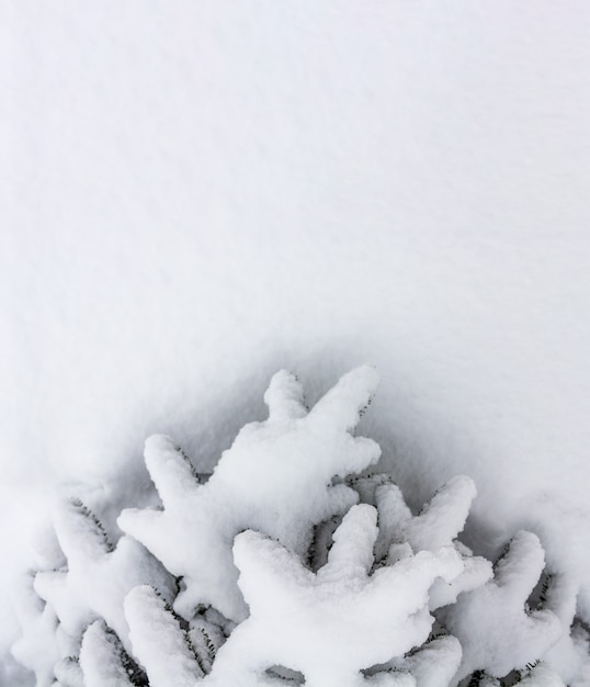 Tannenbaum mit Schnee bedeckt