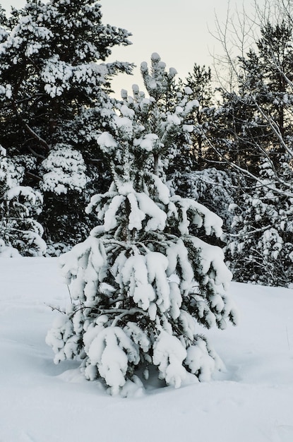 Tannenbaum unter dem Schnee