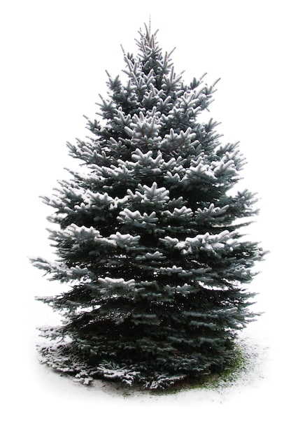 Tannenbaum