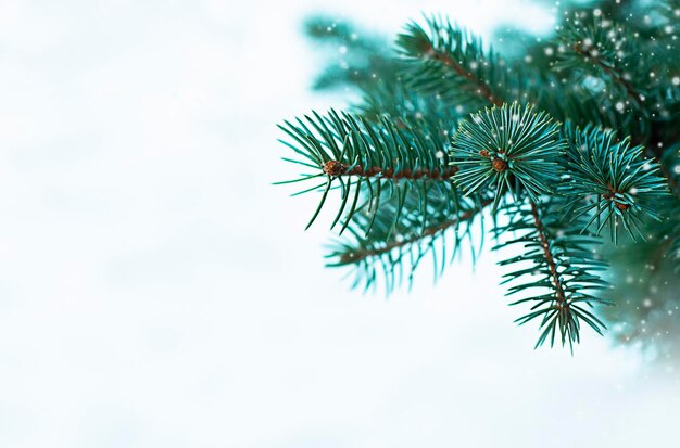 Tannenbaumzweig im Schnee Weihnachts-Hintergrund Kopierraum