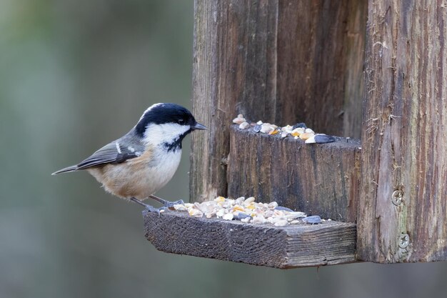 Tannenmeise thront auf einem hölzernen Vogelhäuschen auf der Suche nach Nahrung