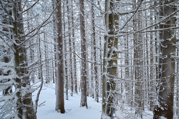 Tannenwald mit Schnee niemand