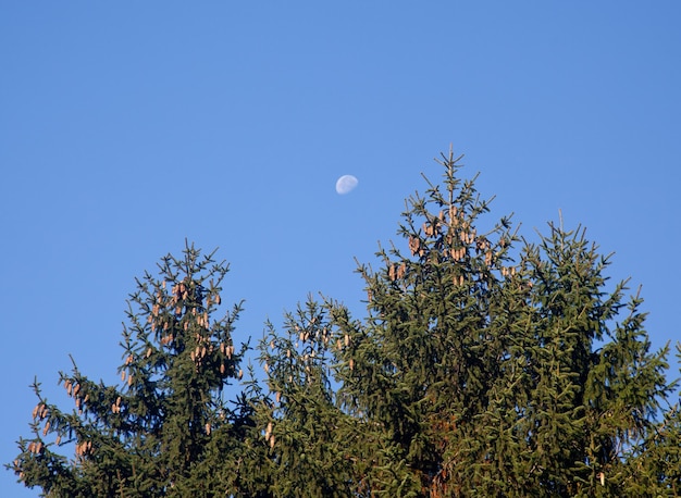 Tannenzapfen mit Mond im blauen Himmel