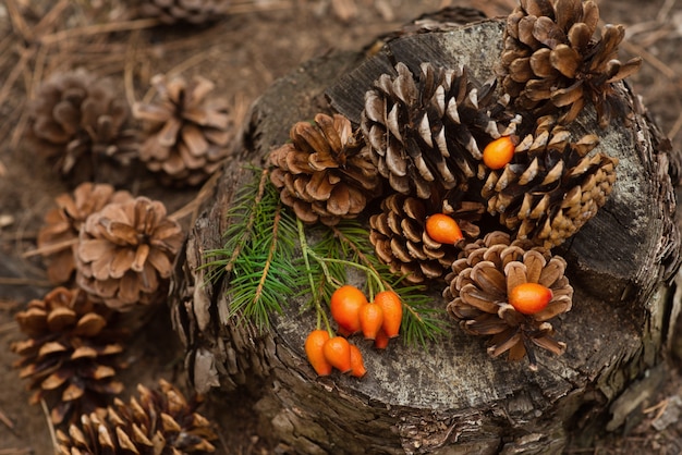 Tannenzapfen, Rosenbeeren und ein Fichtenzweig liegen auf dem Baumstumpf im Wald. Neujahr und Weihnachten Hintergrund, Postkarte