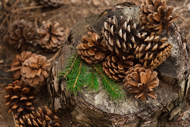 Tannenzapfen und ein Fichtenzweig liegen auf dem Baumstumpf im Wald. Neujahr und Weihnachten Hintergrund, Postkarte. Winterliche Atmosphäre. Vintage Hintergrund mit schönen großen Beulen Nahaufnahme