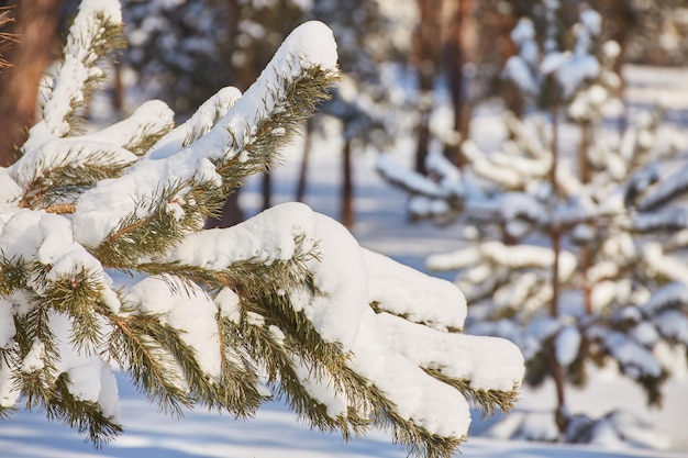 Tannenzweig auf Schnee