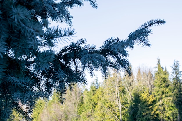 Tannenzweig im Wald