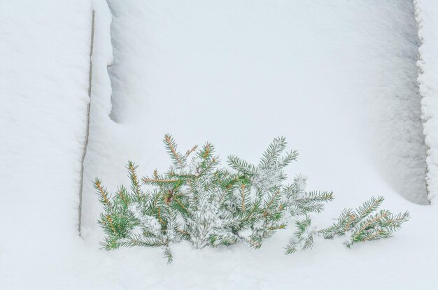 Tannenzweig mit frischem Schnee Tannenzweig auf dem Hintergrund von Naturschnee