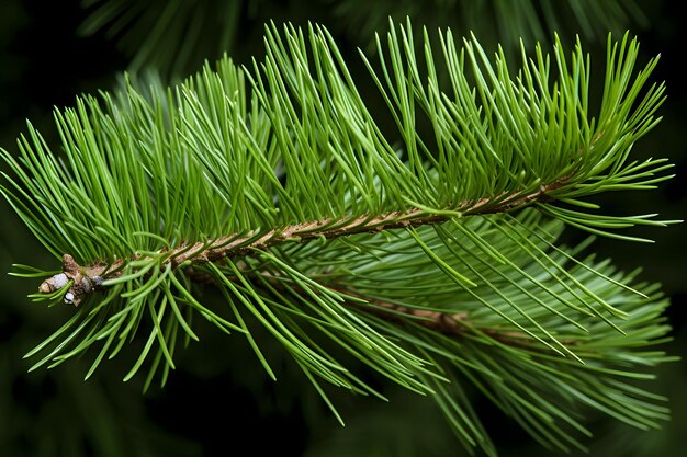 Tannenzweig mit Zapfen isoliert ohne Schatten Nahaufnahme Weihnachten Neujahr