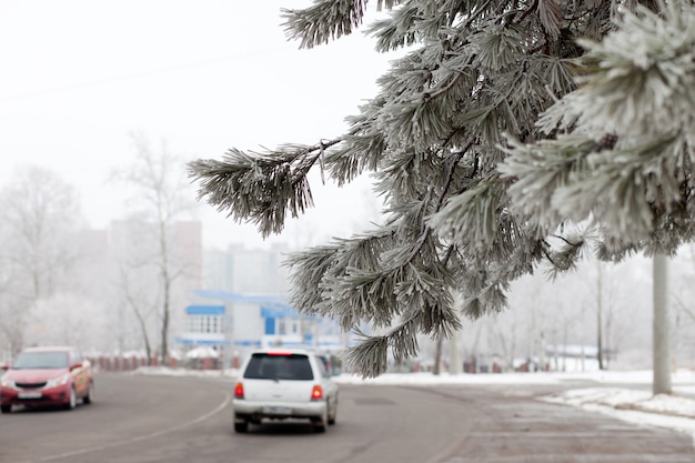 Tannenzweig über der Winterstraße