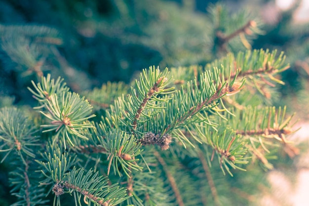 Tannenzweige auf einem Baum unscharfer grüner Hintergrund Fichtennadeln Nahaufnahme