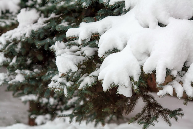 Tannenzweige bedeckt mit frischem Schnee, fallende Schneeflocken, Winteroberfläche