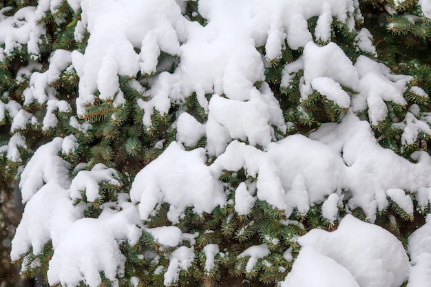 Tannenzweige bedeckt mit frischem Schnee, fallende Schneeflocken