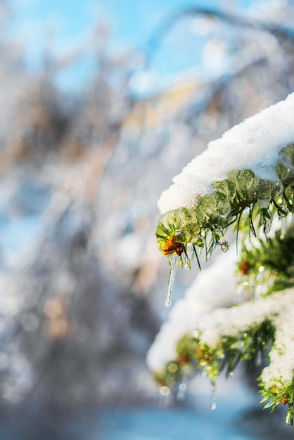 Tannenzweige bedeckt mit funkelndem Schnee und Eis Glänzende Eiszapfen auf Fichte Winterwald Schneeszene