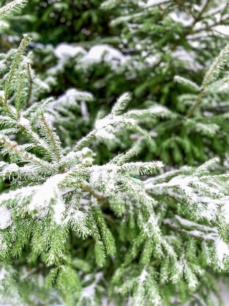 Tannenzweige bedeckt mit Schnee Weihnachtsbaumast