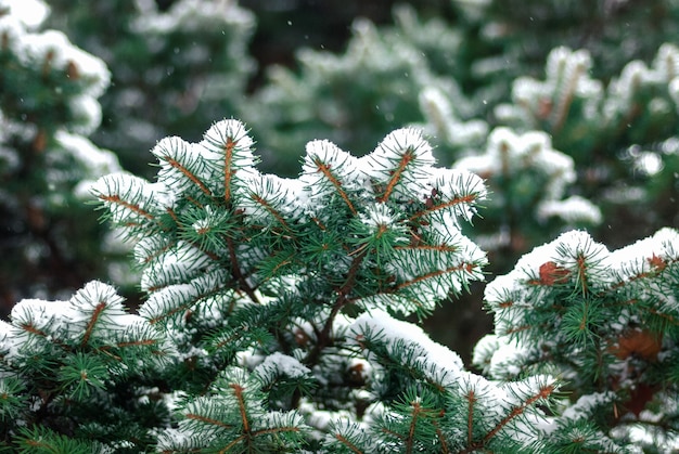 Tannenzweige im Schnee,