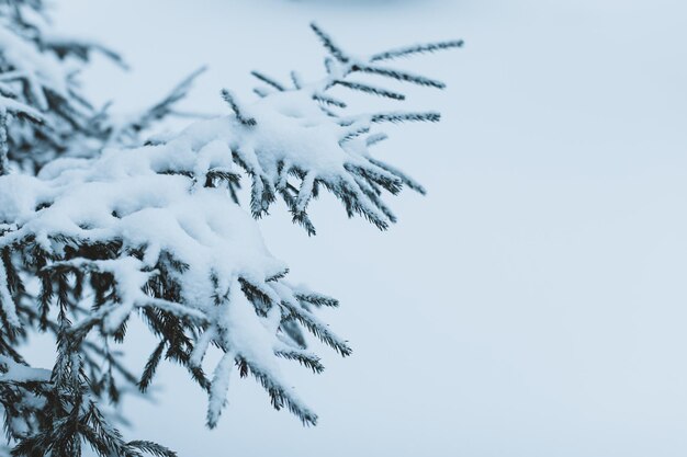 Tannenzweige im Wald bedeckt mit weißem Schnee in der Wintersaison