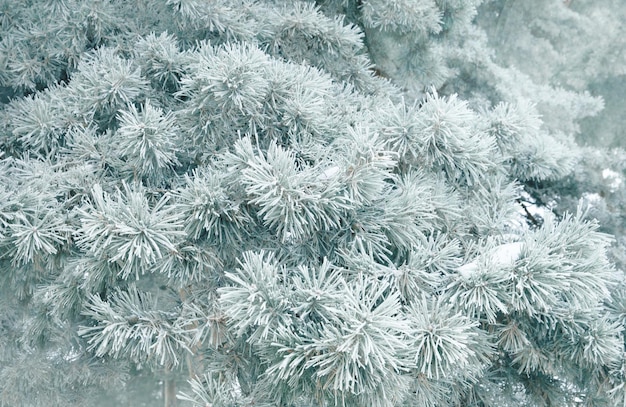 Tannenzweige in der Frost-Nahaufnahme Winterurlaub-Konzept Weihnachtshintergrund