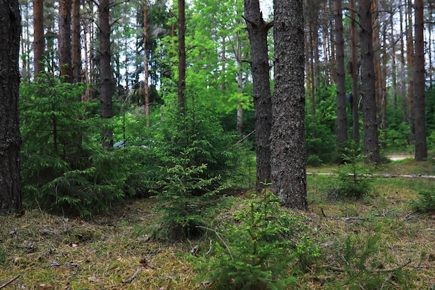 Tannenzweige mit Zapfen Kiefernbäume im Wald Blendung der Sonne