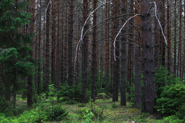 Tannenzweige mit Zapfen Kiefernbäume im Wald Blendung der Sonne