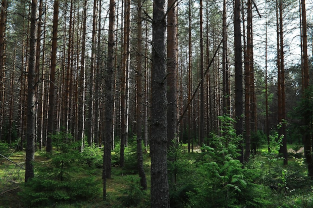 Tannenzweige mit Zapfen Kiefernbäume im Wald Blendung der Sonne