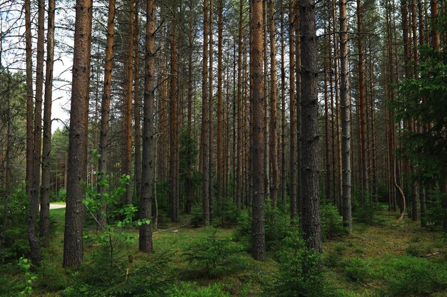 Tannenzweige mit Zapfen Kiefernbäume im Wald Blendung der Sonne